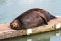 California Sea Lion (Zalophus californianus)