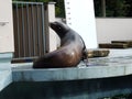 The California sea lion Zalophus californianus, Kalifornischer Seelowe or Kalifornischer Seeloewe, Kalifornijski morski lev