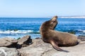 California Sea Lion Zalophus Californianus in La Jolla Royalty Free Stock Photo