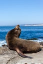 California Sea Lion Zalophus Californianus in La Jolla Royalty Free Stock Photo