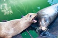 California sea lion. Zalophus californianus. Seal animal. Wild animalson a battle Royalty Free Stock Photo