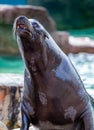 California Sea Lion Zalophus Californianus