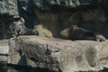 California Sea Lions Atop A Large Rock - Oregon