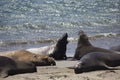 California Sea Lions on the Beach Royalty Free Stock Photo