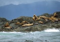 California Sea Lions - Clayoquot Sound
