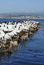 California Sea Lions And Cormorants