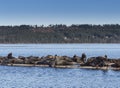 California Sea Lions at Fanny Bay, eastern Vancouver Island, Bri