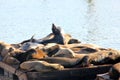 California Sea Lions Haul out on docks of Pier 39`s, San Francisco Royalty Free Stock Photo