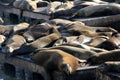 California Sea Lions Haul out on docks of Pier 39`s, San Francisco Royalty Free Stock Photo