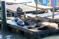 California Sea Lions Haul out on docks of Pier 39`s, San Francisco Royalty Free Stock Photo