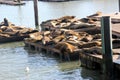 California Sea Lions Haul out on docks of Pier 39`s, San Francisco Royalty Free Stock Photo