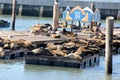California Sea Lions Haul out on docks of Pier 39`s, San Francisco