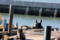 California Sea Lions Haul out on docks of Pier 39`s, San Francisco Royalty Free Stock Photo