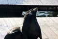 California Sea Lions Haul out on docks of Pier 39`s, San Francisco Royalty Free Stock Photo