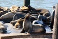 California Sea Lions Haul out on docks of Pier 39`s, San Francisco Royalty Free Stock Photo