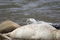 California sea lions and northern elephant seals are seen on Sonoma`s Pacific Coast.