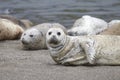 California sea lions and northern elephant seals are seen on Sonoma`s Pacific Coast.