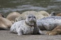 California sea lions and northern elephant seals are seen on Sonoma`s Pacific Coast.