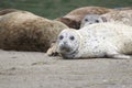 California sea lions and northern elephant seals are seen on Sonoma`s Pacific Coast.