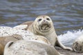 California sea lions and northern elephant seals are seen on Sonoma`s Pacific Coast.