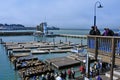 California sea lions on Pier 39 in San Francisco