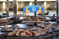 California Sea Lions at Pier 39 at Fisherman's Wharf Royalty Free Stock Photo