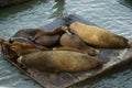 California Sea Lions on Pier 39, San Francisco Bay, California, USA Royalty Free Stock Photo