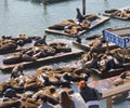 California sea lions at Pier 39, San Francisco, USA Royalty Free Stock Photo