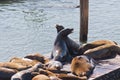 California sea lions at Pier 39, San Francisco, USA Royalty Free Stock Photo