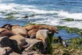 California Sea Lions Zalophus Californianus in La Jolla