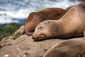 California Sea Lions Zalophus Californianus in La Jolla