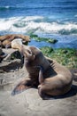 California Sea Lions Zalophus Californianus in La Jolla