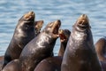 California Sea Lions resting on floating dock.