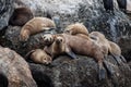 California Sea Lions Royalty Free Stock Photo