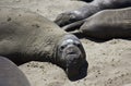 California Sea Lions Royalty Free Stock Photo