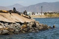 Sea Lions Sunbathing in Ensenada, Mexico Royalty Free Stock Photo