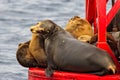 California Sea Lions sunning on a buoy Royalty Free Stock Photo