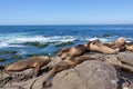 California Sea Lions Zalophus Californianus in La Jolla