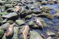 California Sea Lions Zalophus Californianus in La Jolla