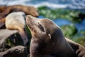 California Sea Lions Zalophus Californianus in La Jolla