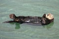 The California Sea Otter Royalty Free Stock Photo