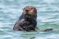 California sea otter with big whiskers Royalty Free Stock Photo