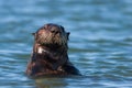 California Sea Otter 2 Royalty Free Stock Photo