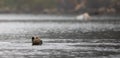 California Sea Otter [enhydra lutris] swimming in Morro Bay harbor on the central coast of California USA Royalty Free Stock Photo