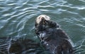 California Sea Otter floating in Morro Bay on the Central California Coast Royalty Free Stock Photo