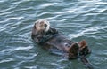 California Sea Otter floating in Morro Bay on the Central California Coast Royalty Free Stock Photo