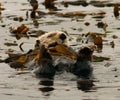 California Sea Otter in Kelp Royalty Free Stock Photo