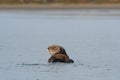 California sea otter looking thoughtful Royalty Free Stock Photo