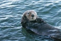 California Sea Otter in Morro Bay on the Central California Coast