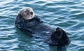 California Sea Otter in Morro Bay on the Central California Coast